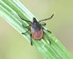 deer-tick