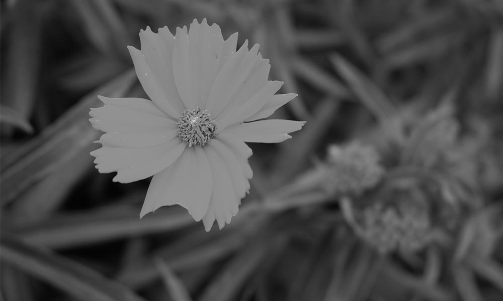 Plant-List-BW