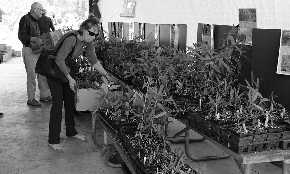 Plant-Sale-BW