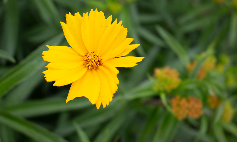 Plant_List_Color