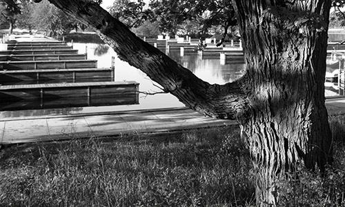 SPDF-Homepage-Dock-and-Tree-BW