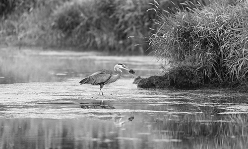 SPDF_BIRD_BW