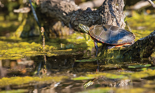 SPDF_TURTLE