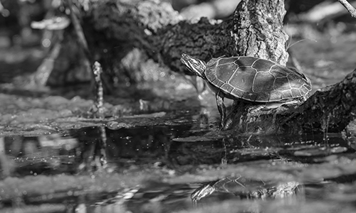 SPDF_TURTLE_BW