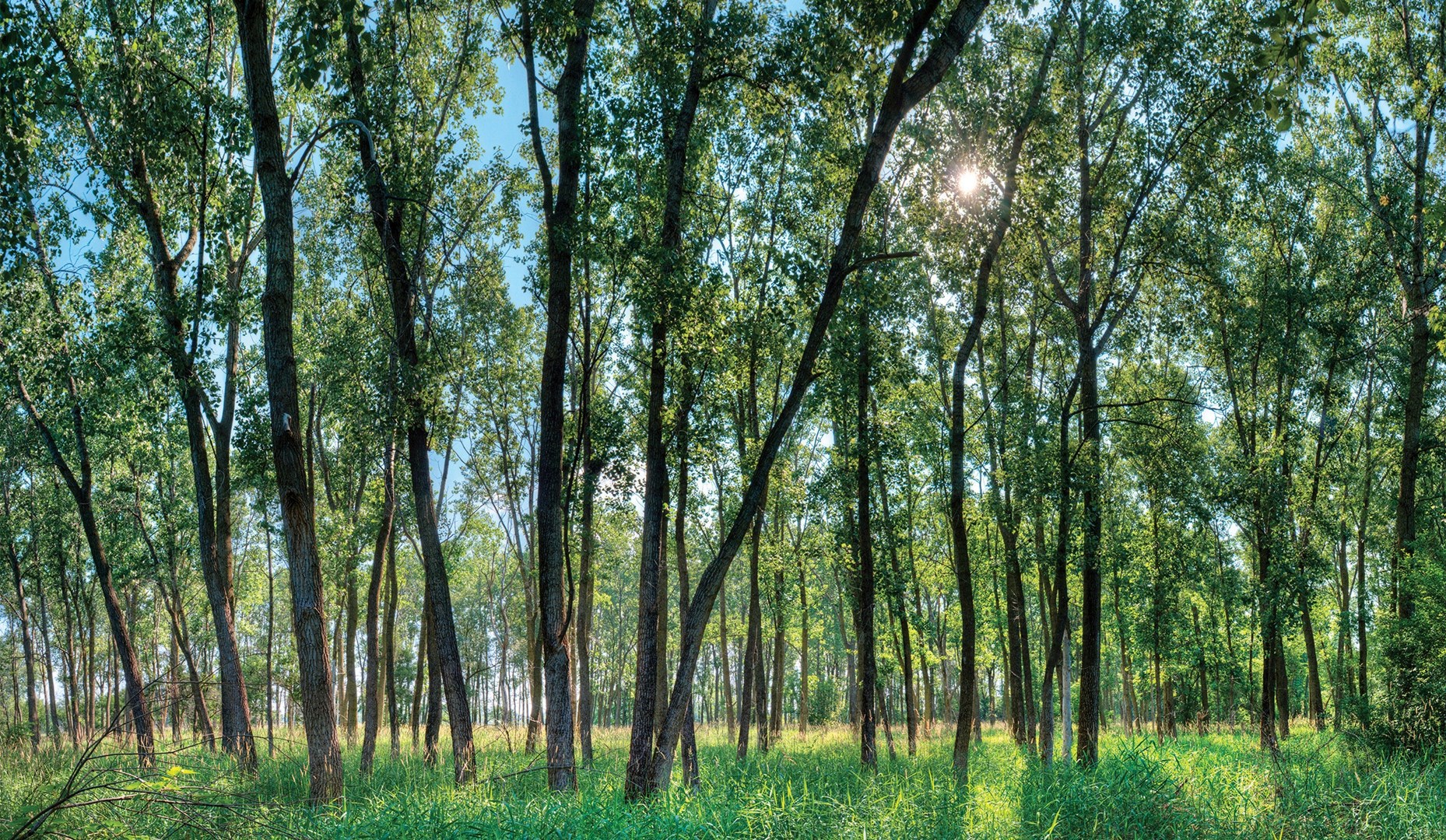 Sun shining through the trees.