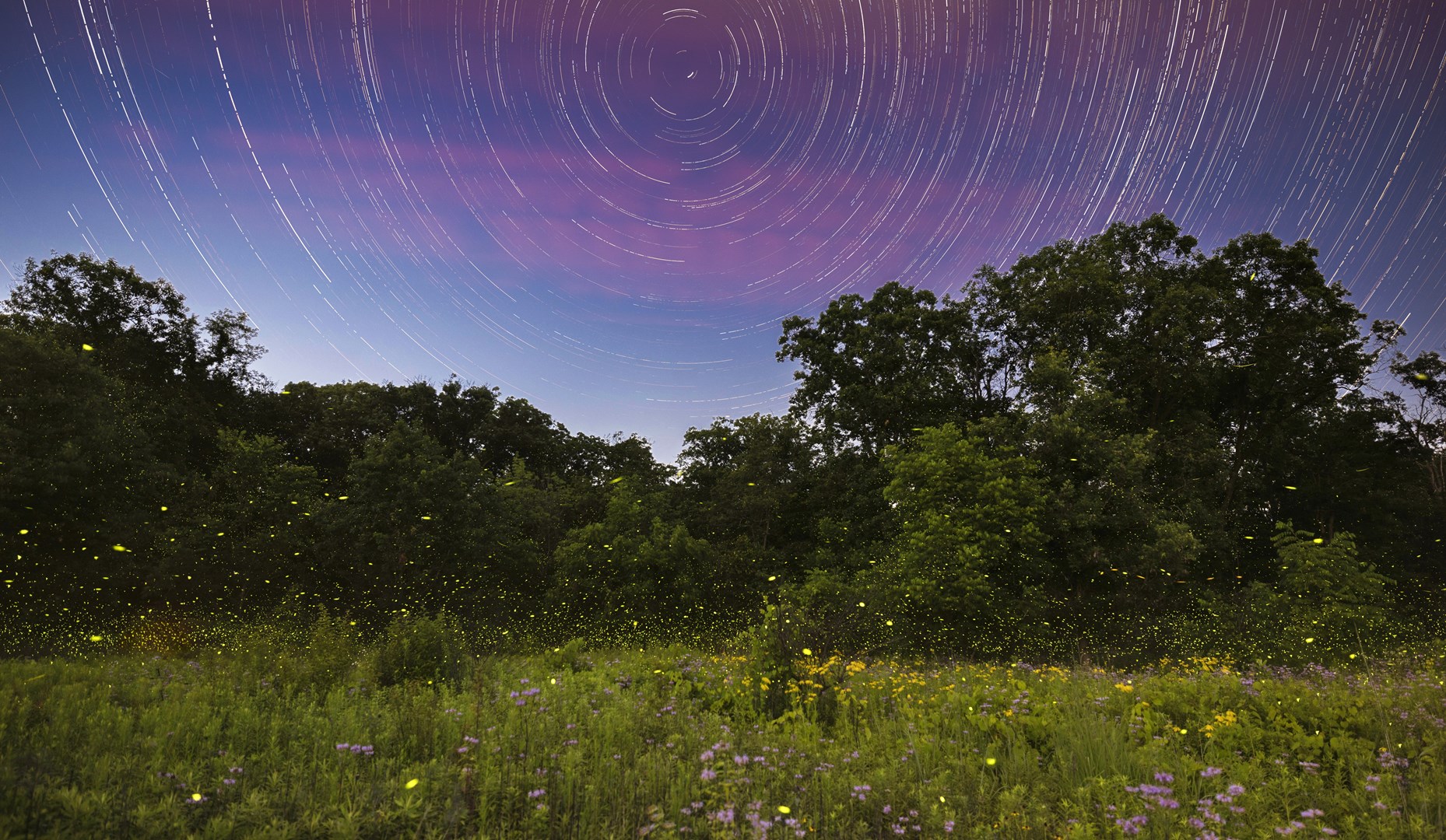 Fireflies in the blue sky.