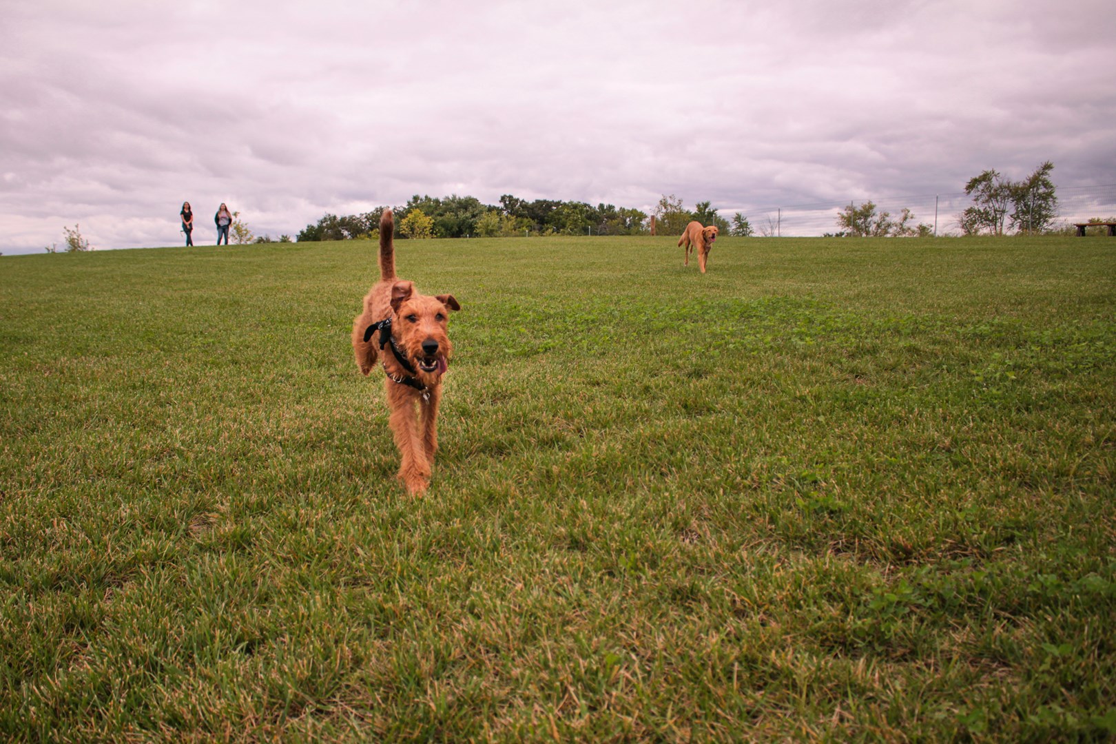 Photo of dog in dog park