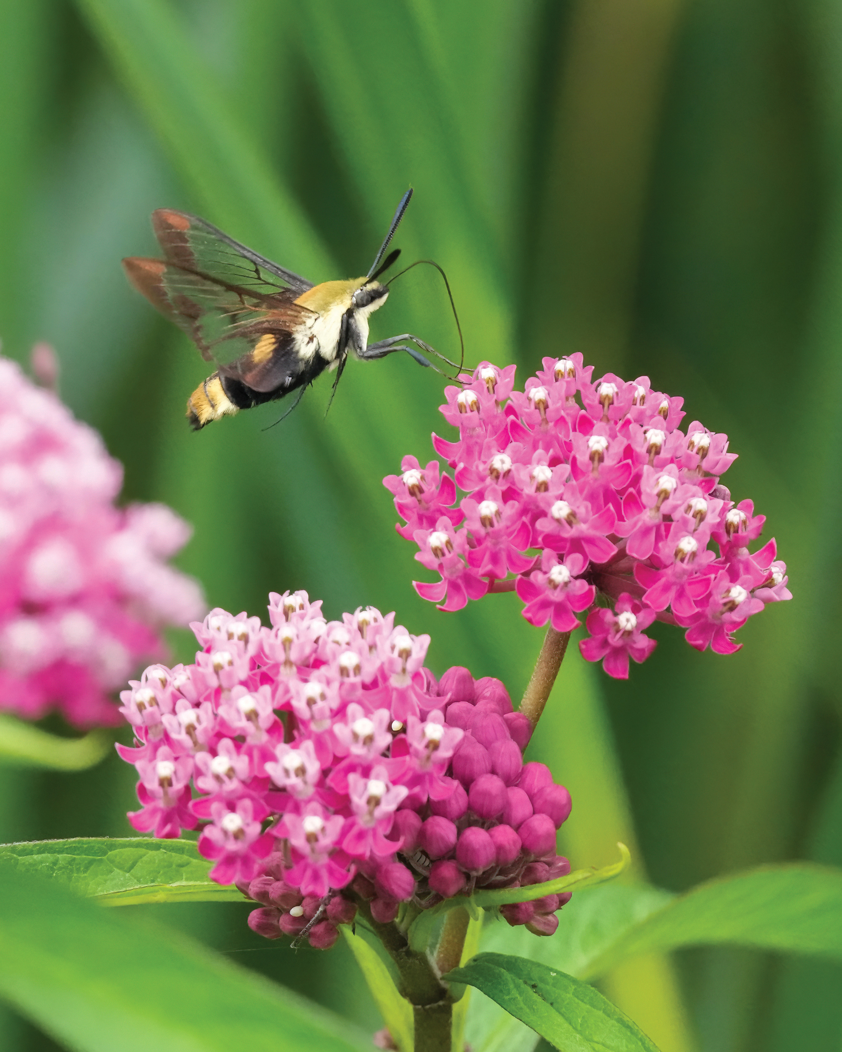 SnowberryClearwingMoth-Cropped-©AndyRaupp