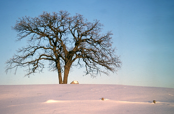 WinterWonders