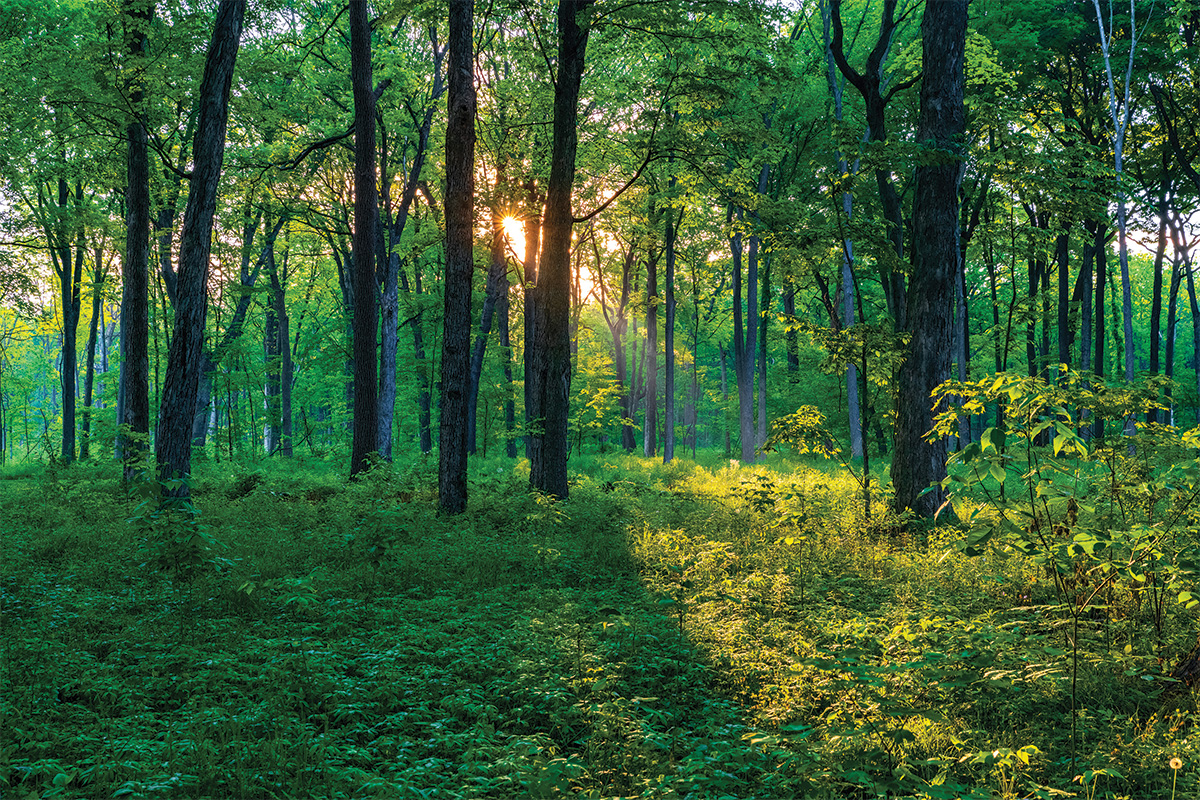 Wright_woods_forest_image-Edit-JohnDKavc-RGB-cropped