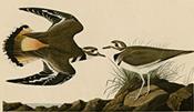 Kildeer plover (Audubon)