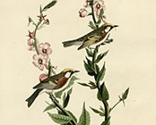 Chestnut-sided warbler (Audubon)