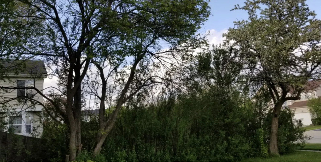 View of a front yard invaded by buckthorn.