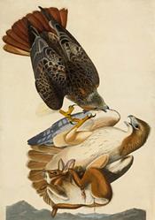 Red-tailed_hawk_(Audubon)