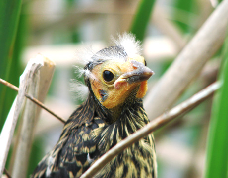 fledgling bird