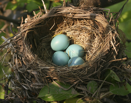 bird-nest-460x360