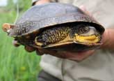 blandings-turtle