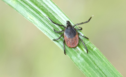 deer-tick