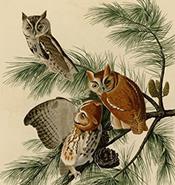 Little screech owl (Audubon)