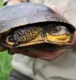 blandings-turtle