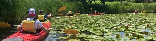 Group of conservation explorers in kayaks floating on a lake full of lily pads.
