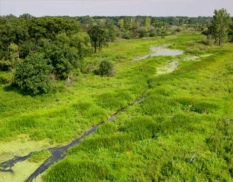 habitats-wetland-460x360