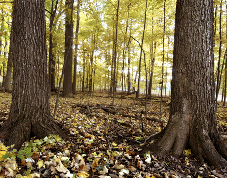 habitats-woodland-460x360