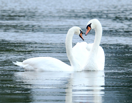 mute-swan-460x360