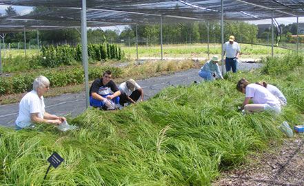 nursery_volunteers