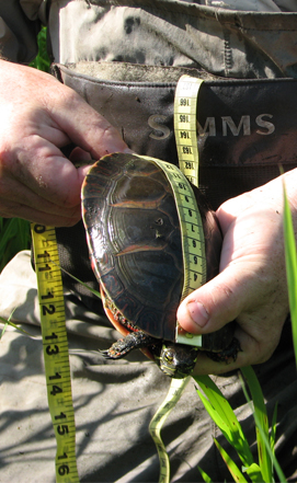 Turtle Measurement