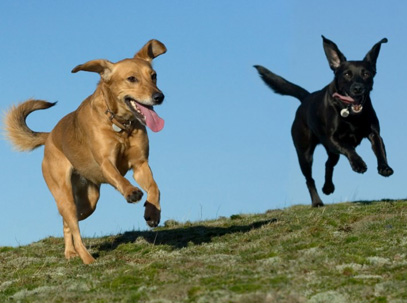 Duck Farm Dog Park